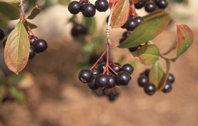Black Chokeberry Fruit