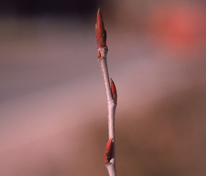  Black Chokeberry Stem