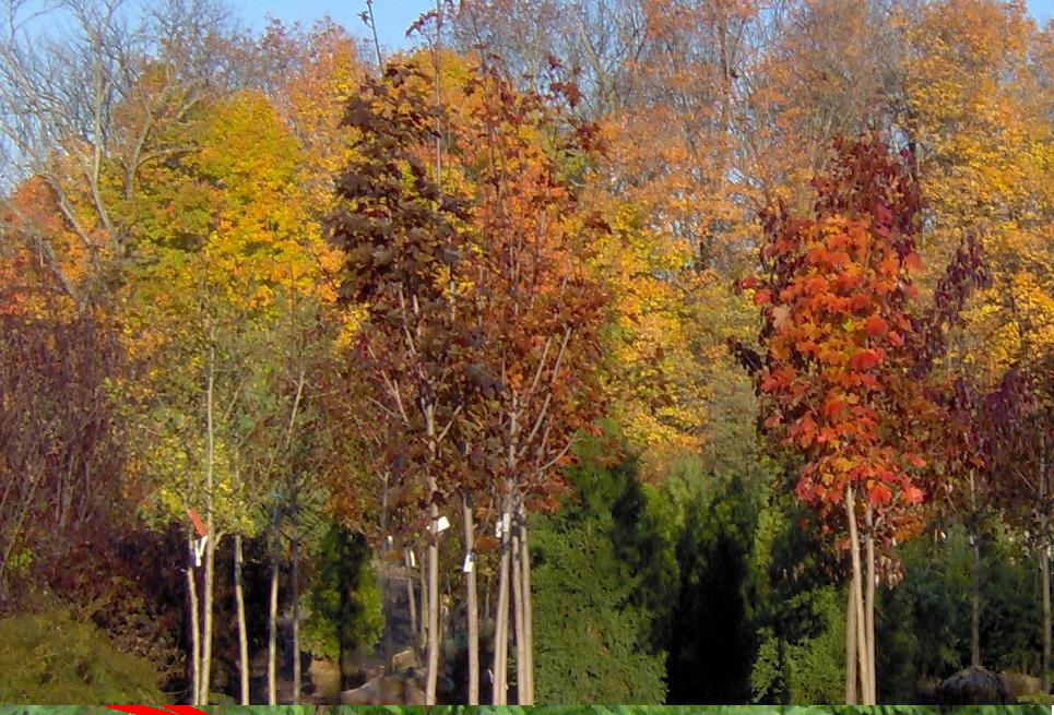 Our selection of shade trees are in full fall color!!!