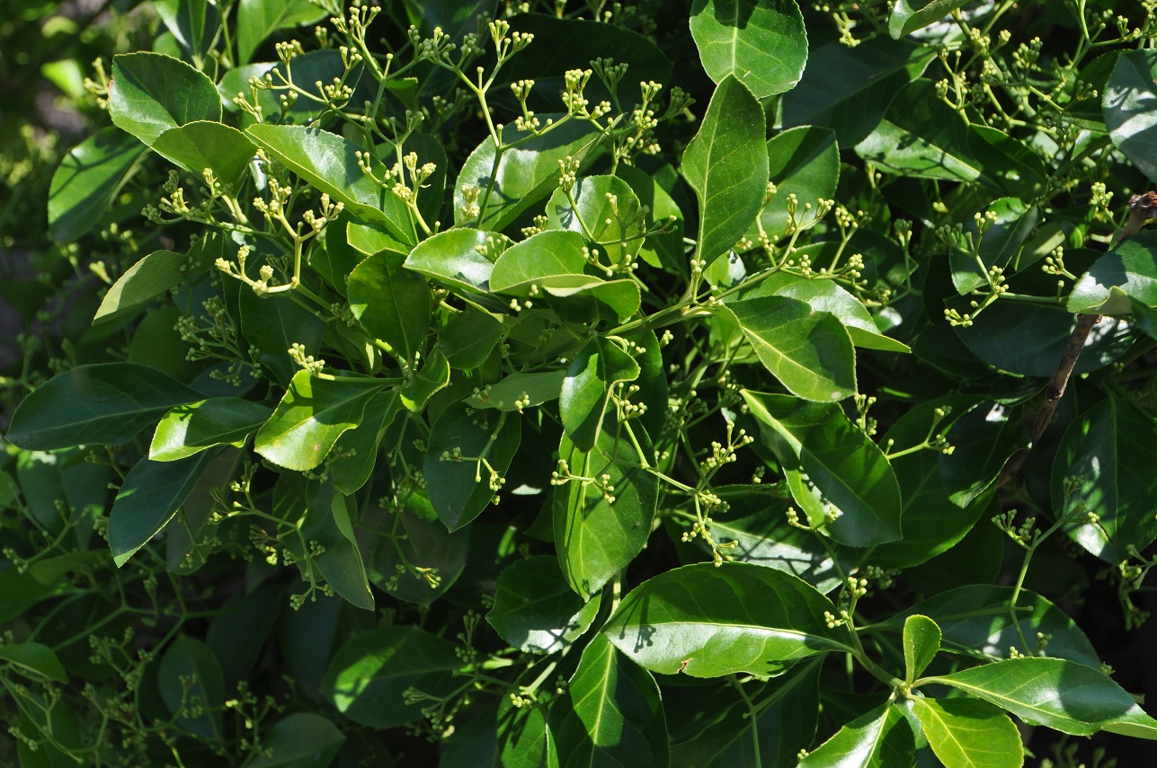 Euonymus kiautschovicus 'Manhattan'