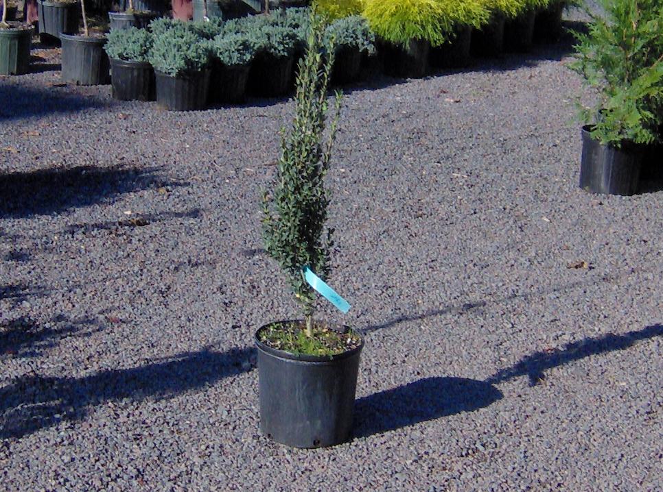 Our Sky Pencil Holly Priced at $20 
We deliver and plant anywhere on the East Coast. Large trees, plants, arborvitae, green giants, emerald greens, viburnums, burning bushes. We do landscaping and hardscaping. We raise oaks, maples, dogwoods, hollies, natives, wetland plants, wetland plantings, rough areas, dry locations, hemlocks, junipers, serviceberry, apples, fruit trees, Rocks, boulders, flagstone ...we carry it all. Buy from a grower and save.